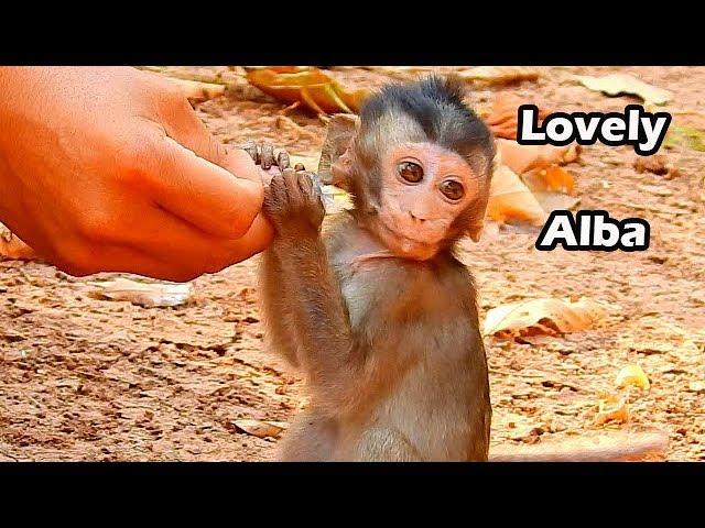 Lovely And Friendly Baby Monkey Alba Smile To See Food | Alba Make Very Sympathy Face During Eating