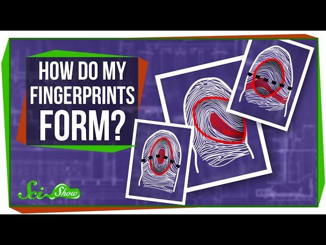 How Do My Fingerprints Form?