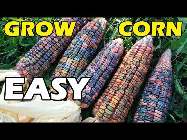 How To Grow Corn - The EASY Way - NO TILL / NO DIG