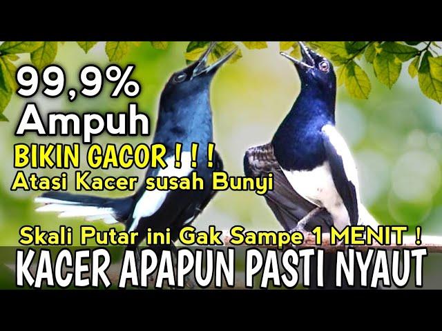 VIRAL- SUARA BURUNG KACER GACOR ISIAN 99,9% AMPUH Bikin KACER KALIAN GACOR NGEPLONG ‼️