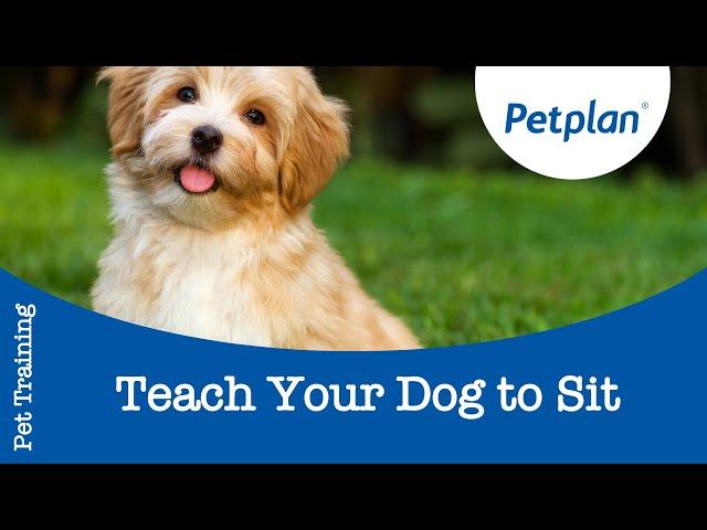 How to Train a Dog to Sit  - Petplan