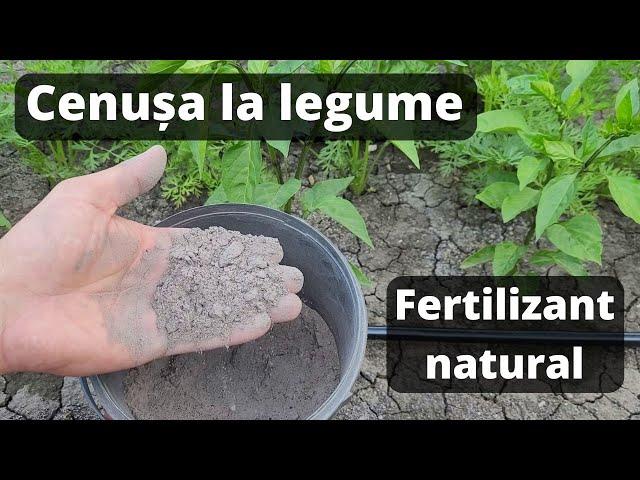 Cenusa, ingrasamant natural pentru gradina de legume