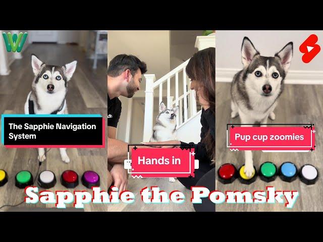 *1 HOUR* Funny Dog Shorts 2024 | Best Sapphie the Pomsky Videos 2024