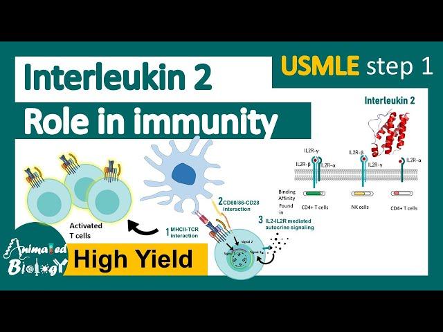 Interleukin 2 and its role in Immunity | Basiliximab as IL2R antagonist | IL2 and T cell activation