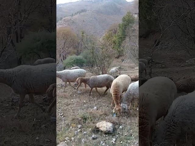 Herd of sheep & Donkey passing through mountains | Mountain Village | Nature Buddies #youtubeshorts