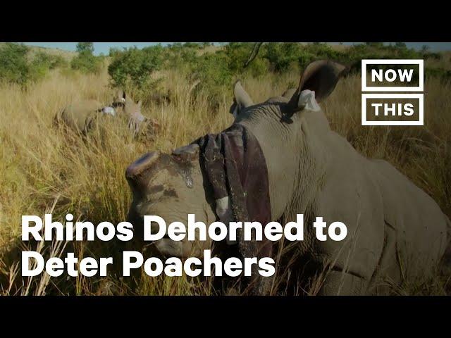 Conservationists Remove Rhino Horns to Save Them From Poachers | NowThis Earth