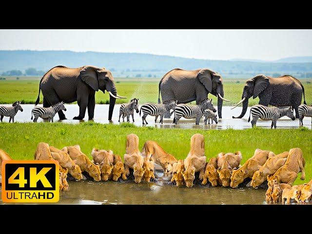 4K African Wildlife: Amboseli National Park - Real Sounds of Africa - 4K Video Ultra HD