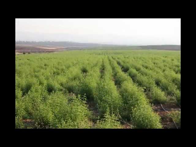 SELIM ULUDAG ORGANIC HERB FARM