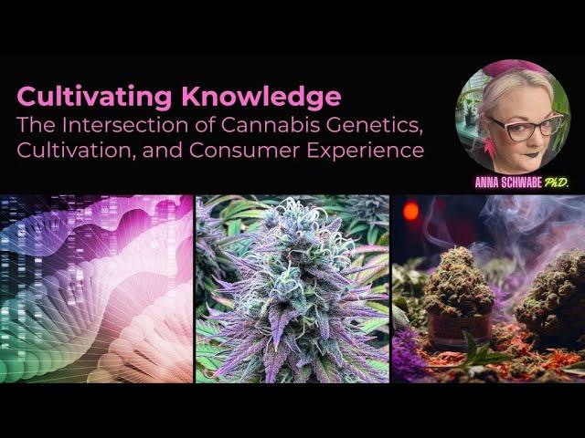 Cultivating Knowledge: The Intersection of Cannabis Genetics, Cultivation and Consumer Experience