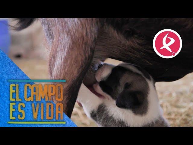 Cabras y cachorros de mastín conviven en la finca de Jose | El campo es vida