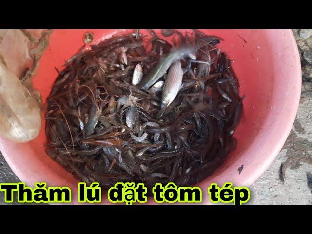 Đặt lú ngang sông bắt tôm tép | Bông lúa Miền Tây