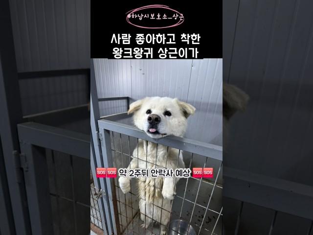 [하남유기견보호소] 이렇게 착한 바보 상근이가 살아나갈 수 있게 도와주세요️️