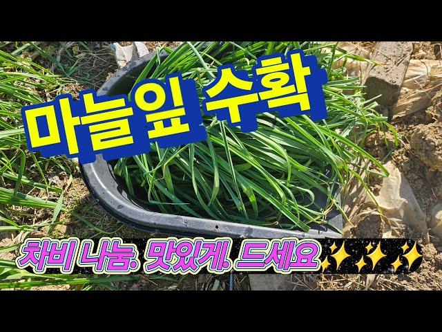 1년 내내 길러 먹으면 좋겠습니다 #마늘 #마늘농사  #마늘요리