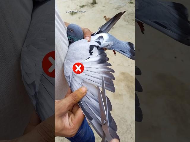 How to pigeon feather cutting short video #shorts #youtubeshorts #trending #vairalshort