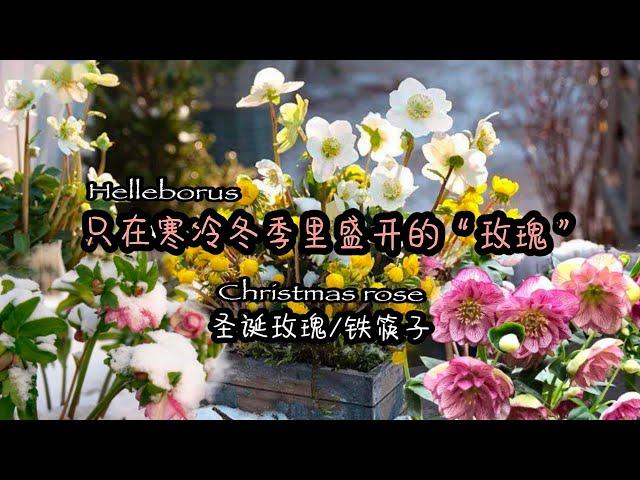 冬季最易养护最美的花Helleborus铁筷子/种植方法和注意事项/多年生宿根草花/培育繁殖/盆栽种植要点/24.12.2024