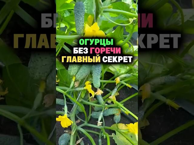 Огурцы без горечи главный секрет #секреты #сад #огород #дача #огурцы