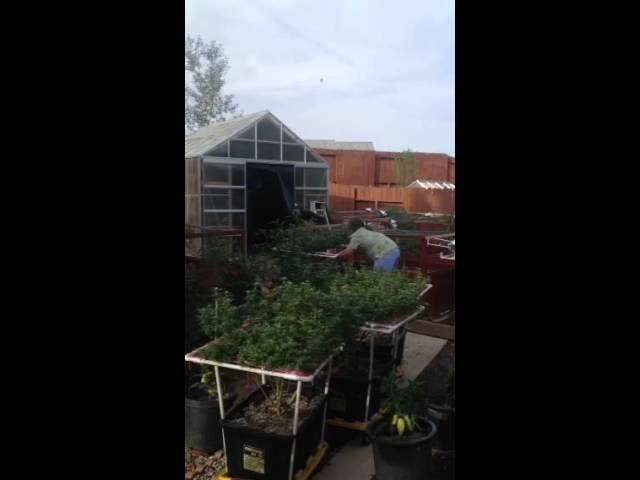 Forsed early flower day 18.  Green Crack outdoor scrog, time lapse