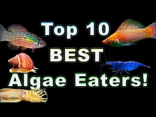 Top 10 Best Algae Eaters For Your Aquarium: Something For All Tank Sizes!