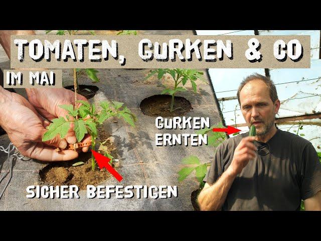 Tomaten im Mai - Befestigen, Tomatenhaken, Gurken, Paprika, Erdbeeren