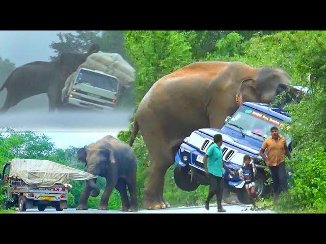 World Top 3 Wild Elephant Attack Vehicle In 2023.