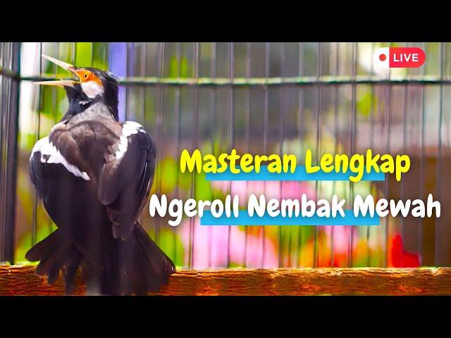 Masteran Jalak Suren Gacor Yang Anda Cari! Isian Super Komplit Dari Lovebird, Cililin, Kenari