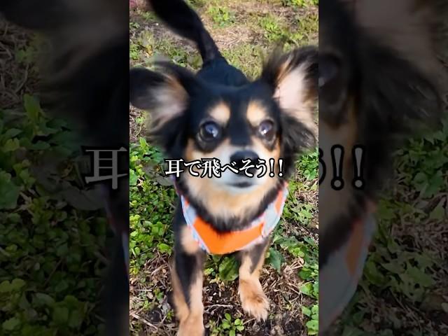 短足犬の全力疾走が可愛すぎた