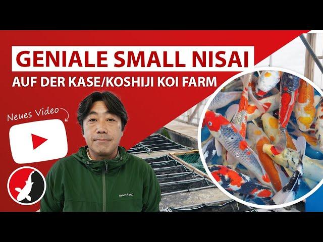 Geniale small Nisai auf der Kase/Koshiji Koi Farm in Niigata!