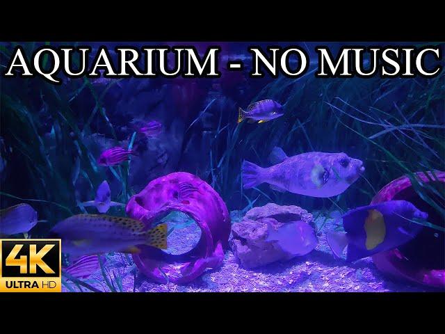 Soothing AQUARIUM 4K Underwater Sounds NO Music NO Ads - Fish Tank Underwater Ambience