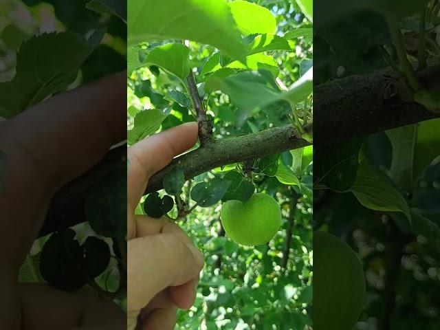 ВЕРТИКАЛЬНЫЕ ВЕТКИ НА ЯБЛОНЕ #сад #обрезка #яблоня