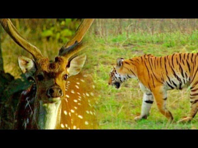 Tiger vs Deer