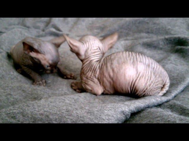 Baby sphynx cat has ears like flying Dumbo - naked cat