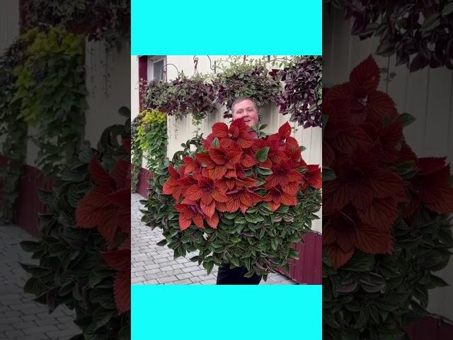 Красота спасёт мир!