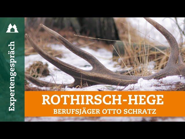 Rotwild | So hegt man reife Hirsche heran | König des Waldes | Jagd | Berufsjäger | Naturschutz