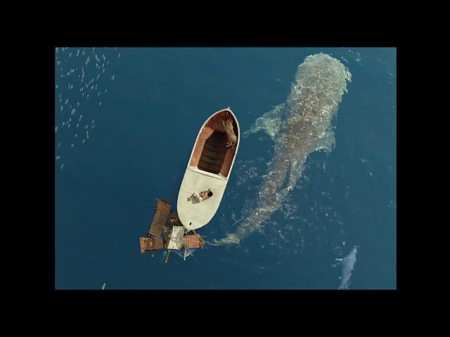 Most creative movie scenes from Life of Pi (2012)