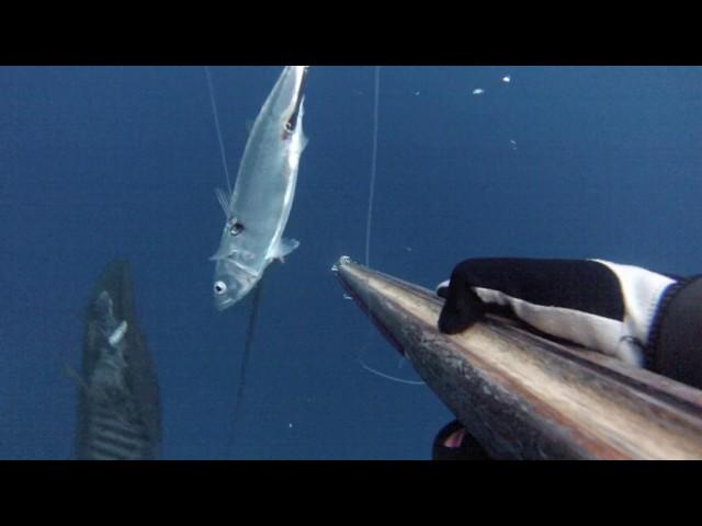 Seriola dumerili and Scomber colias.Spearfishing in the Strait of Messina .  09 11 2019-Chapter 3