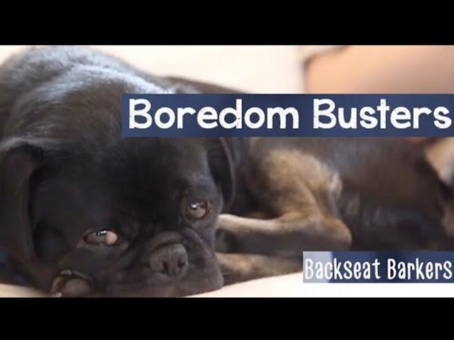 Is your dog bored? Try these activites to keep your dog busy
