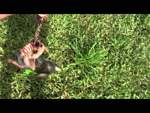 Gizmo Mania Episode 1 Part 4 - CLOSE UP TUG OF WAR CHAOS