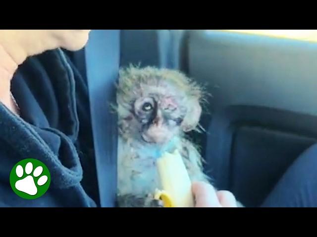 Rescued Baby Monkey With The Saddest Eyes Completely Transforms