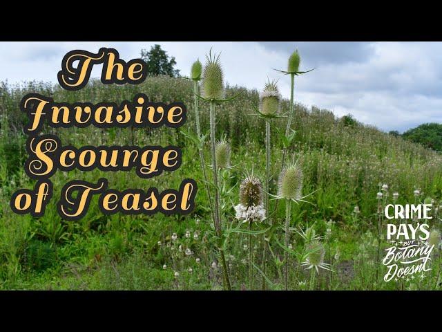 The Invasive Scourge of Teasel