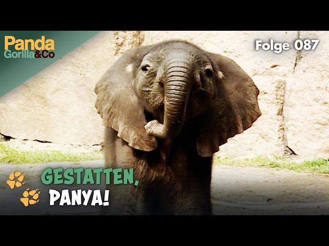 Verkupplungsbörse Zoo: Okapi-Paar und Elefantenbaby Panya außer Rand und Band | Panda, Gorilla & Co