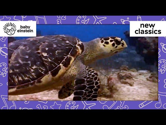 Animals of the Coral Reef | New Classics | Baby Einstein | Learning Show for Toddler | Kids Cartoons