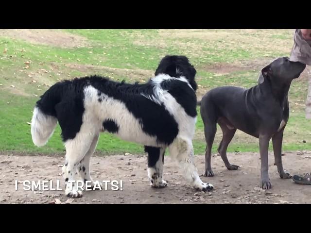 A Rare Pyrenean Mastiff Shows up to Play at Dog Park