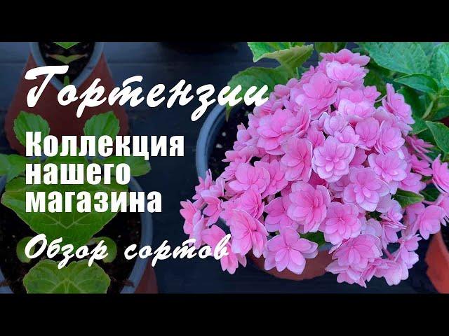 Обзор крупнолистных и метельчатых гортензий. Коллекция нашего магазина