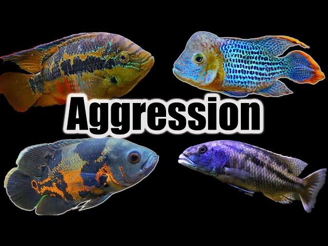 How to Manage Cichlid Aggression