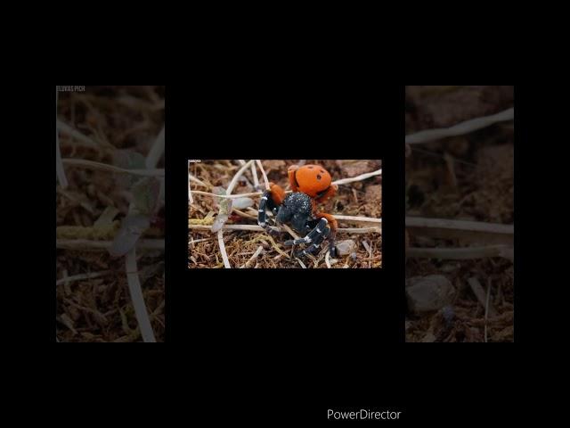 Lady bird spider clip from Discoverize 15 rarest spiders