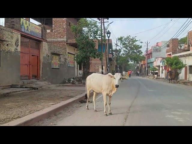 Vrindavan Parikrama 19 June 2024