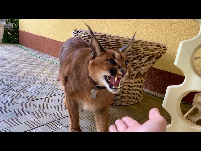 Caracal Gera big cat