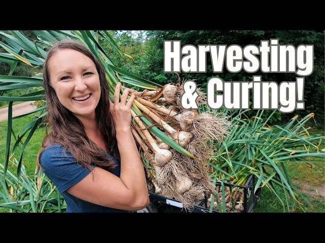 HUGE Garlic Harvest & How to Cure for LONG-TERM Storage