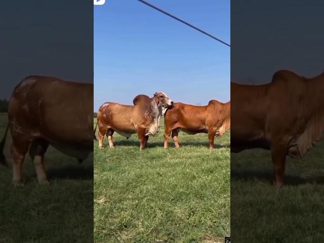 Bull and cow amazing meeting 