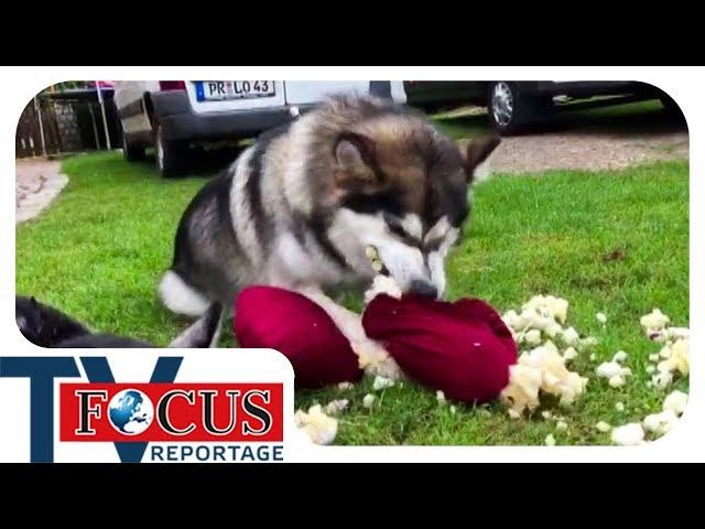 Problemhusky - Ein Fall für den Hundetrainer | Focus TV Reportage